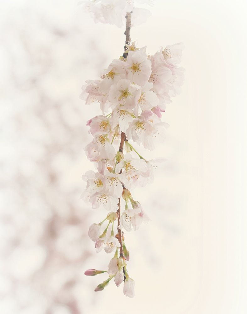 Hanging Blossoms art print by Robin Dickinson for $57.95 CAD