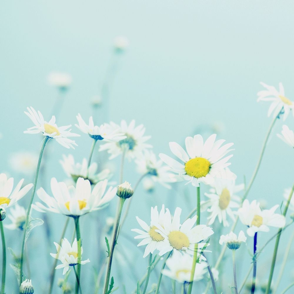 Day Daisies art print by Robin Dickinson for $57.95 CAD