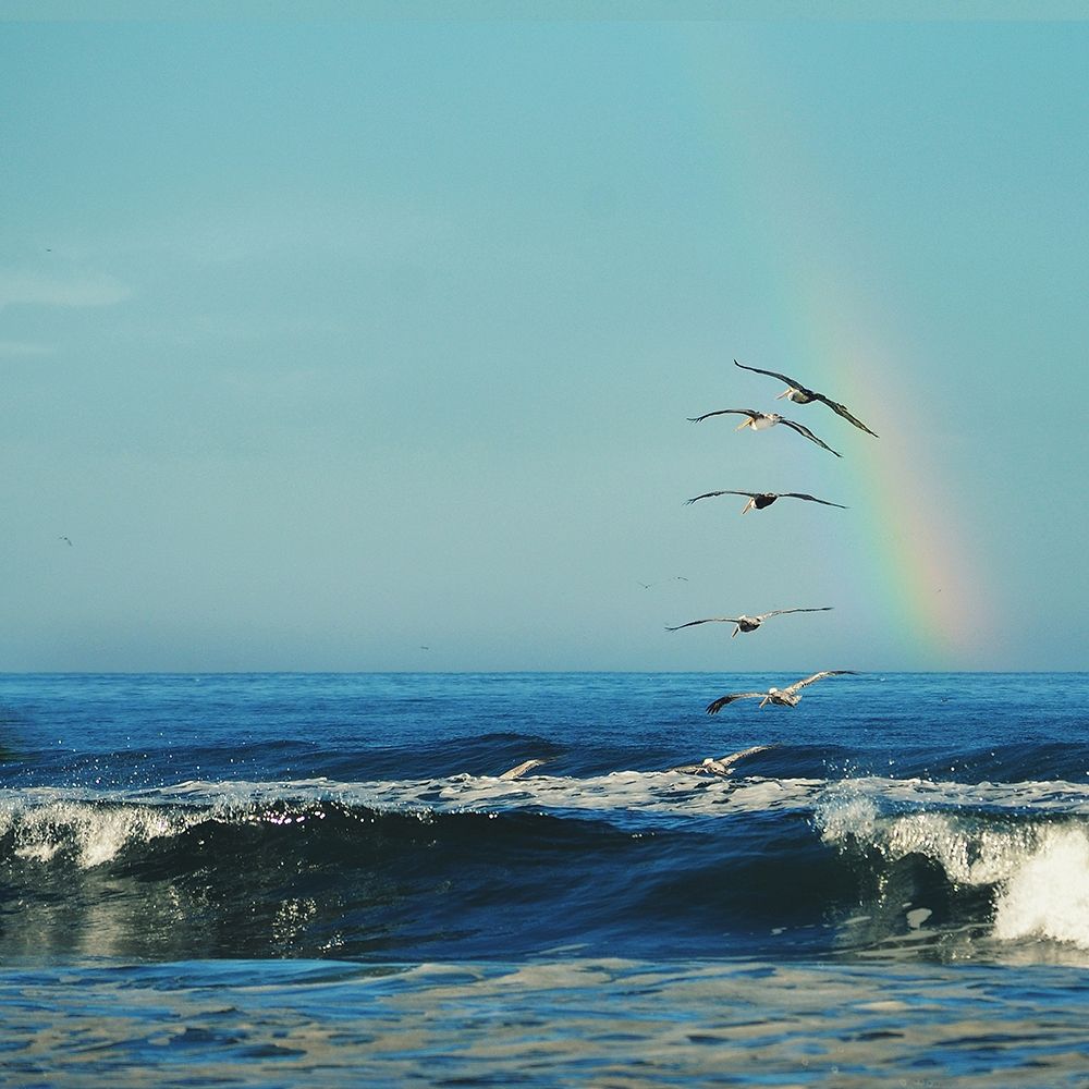 Rainbow Flight art print by Robin Dickinson for $57.95 CAD