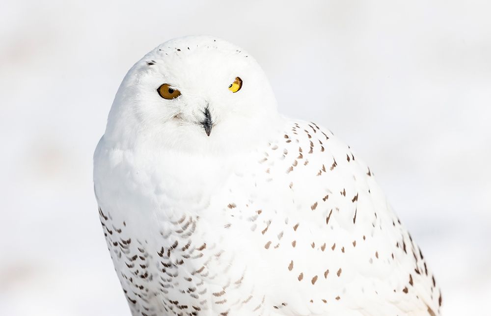 Snowy Owl art print by Mark Spowart Photography for $57.95 CAD