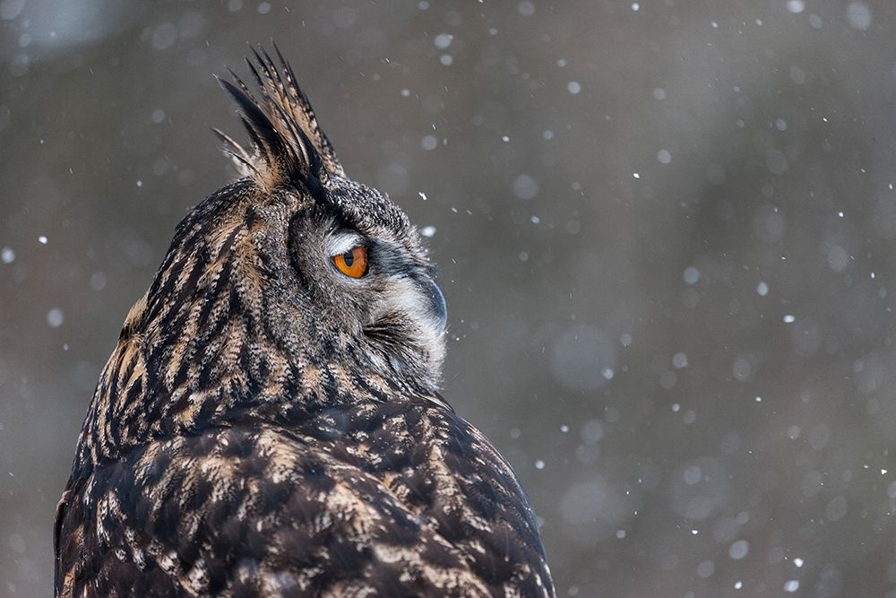 Watchful Owl art print by Mark Spowart Photography for $57.95 CAD