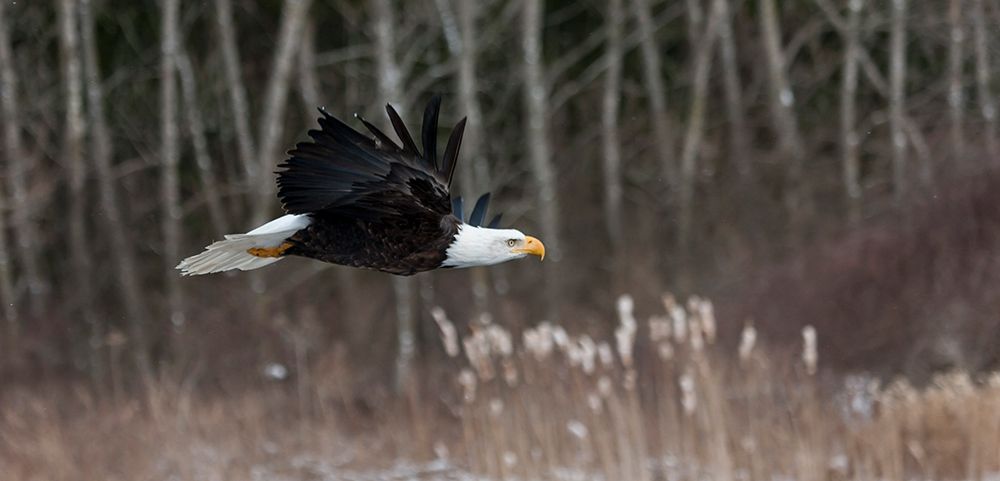 Feathered Hunter art print by Mark Spowart Photography for $57.95 CAD