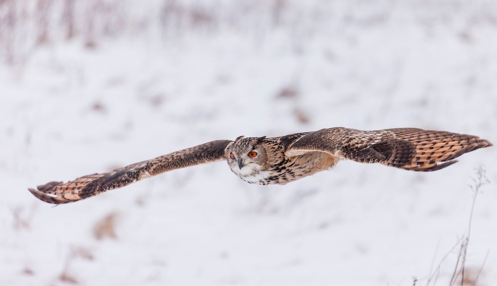 Swoop! art print by Mark Spowart Photography for $57.95 CAD