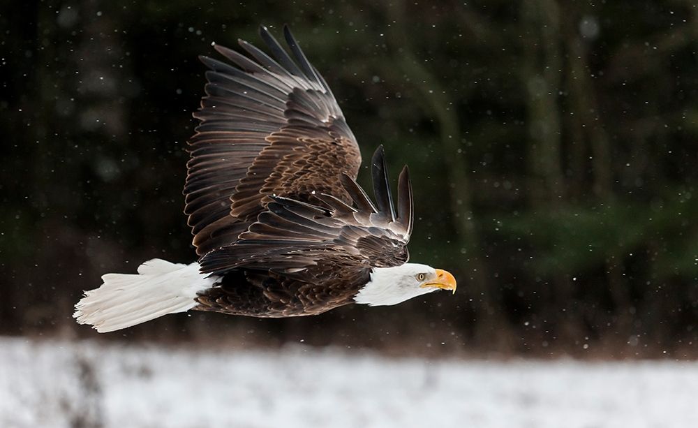 Bald Eagle Soaring art print by Mark Spowart Photography for $57.95 CAD