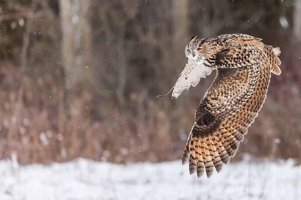 Take Flight art print by Mark Spowart Photography for $57.95 CAD
