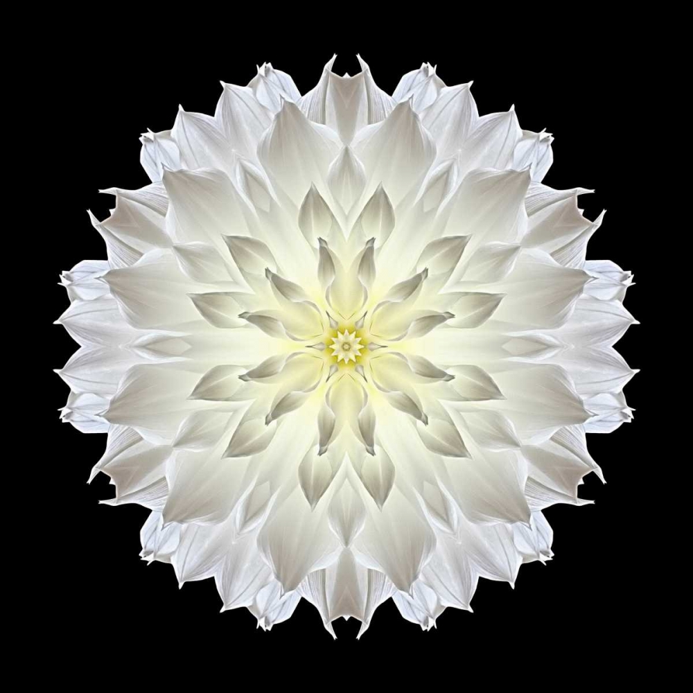 Kaleidoscope Dahlia Black art print by David Bookbinder for $57.95 CAD