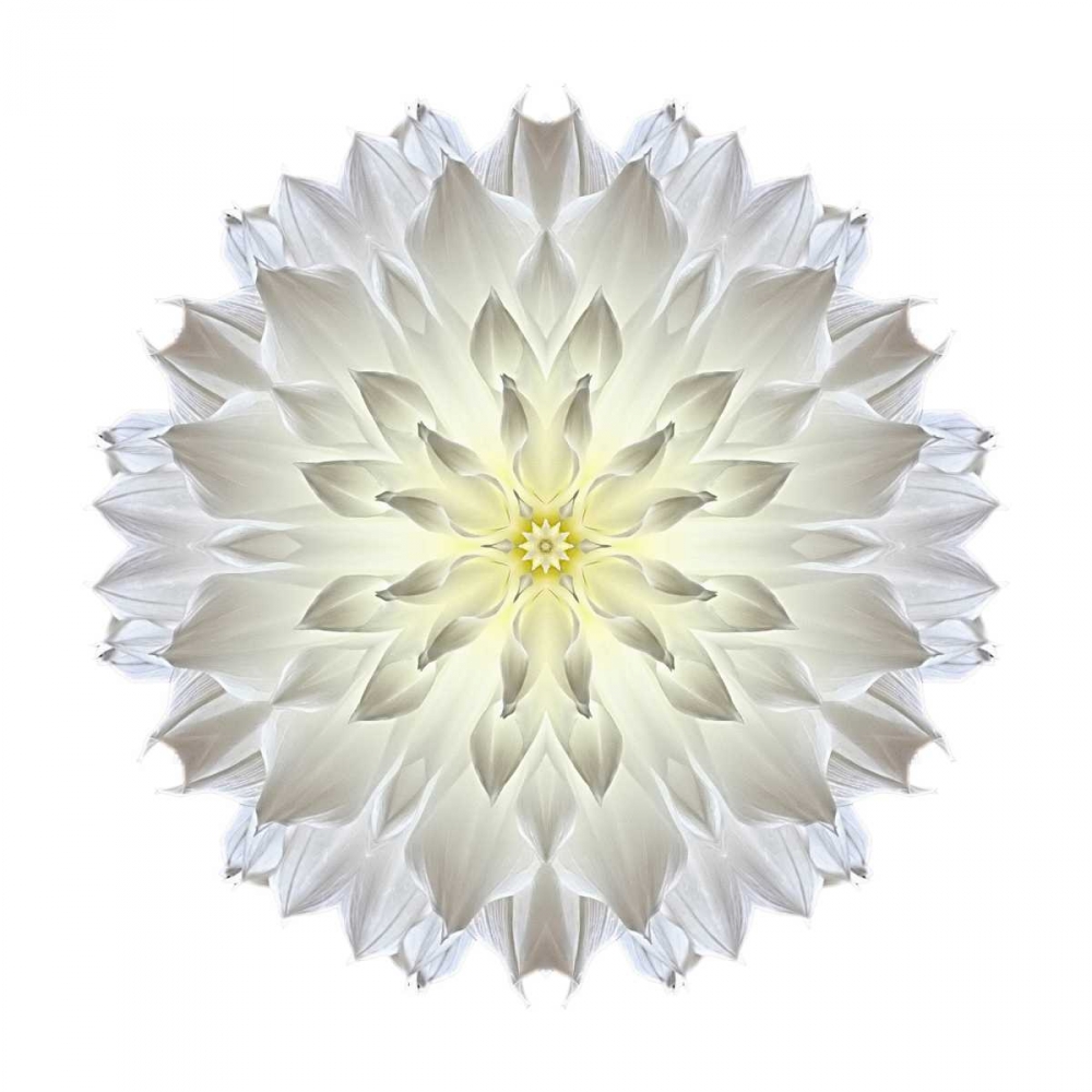 Kaleidoscope Dahlia art print by David Bookbinder for $57.95 CAD