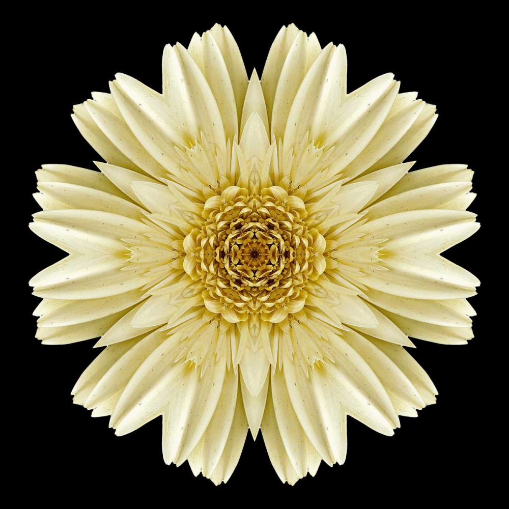 Kaleidoscope Daisy Black art print by David Bookbinder for $57.95 CAD
