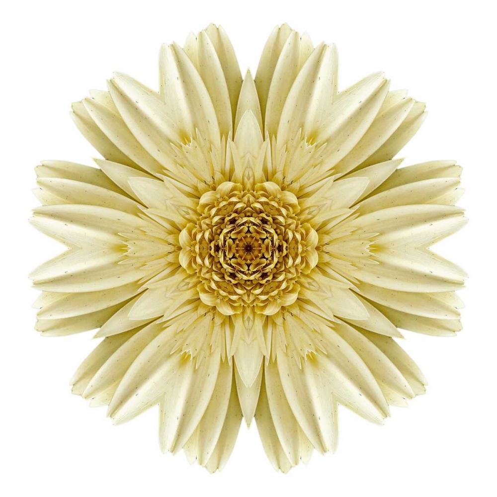 Kaleidoscope Daisy art print by David Bookbinder for $57.95 CAD