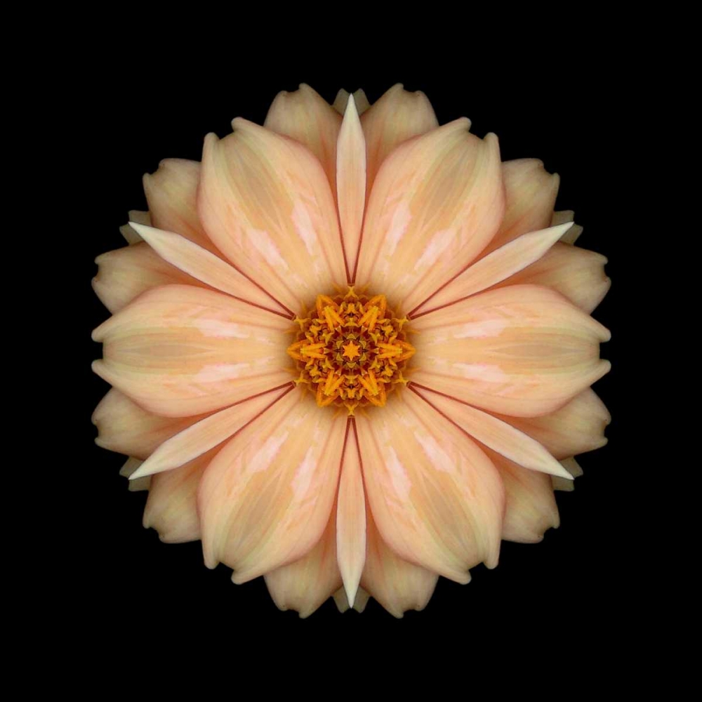 Kaleidoscope Peach Dahlia art print by David Bookbinder for $57.95 CAD