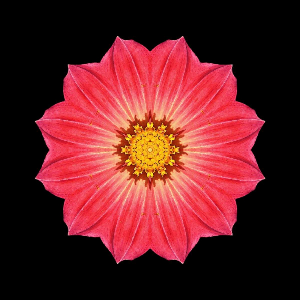 Kaleidoscope Red Daisy art print by David Bookbinder for $57.95 CAD