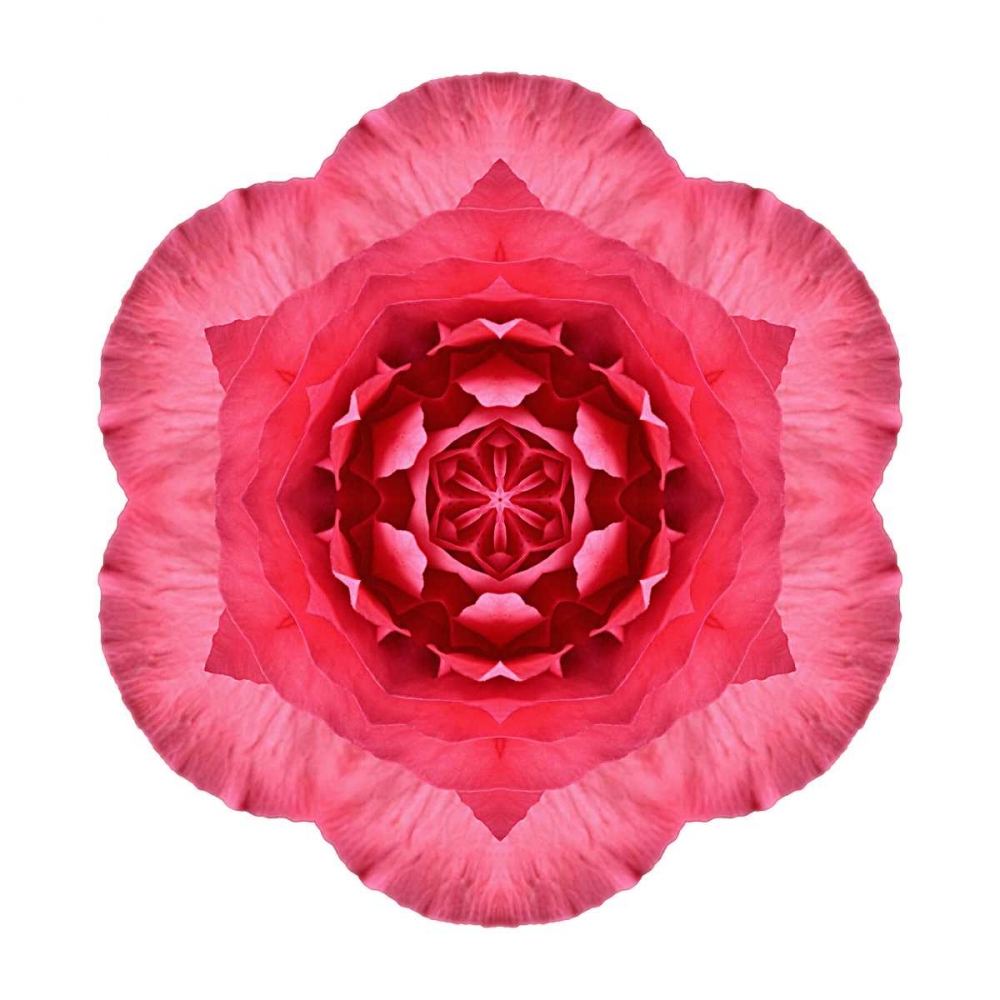 Kaleidoscope Begonia art print by David Bookbinder for $57.95 CAD