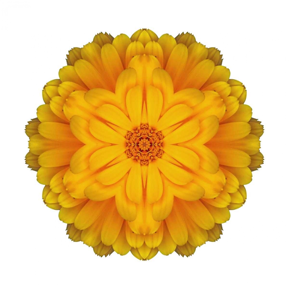 Kaleidoscope Marigold art print by David Bookbinder for $57.95 CAD