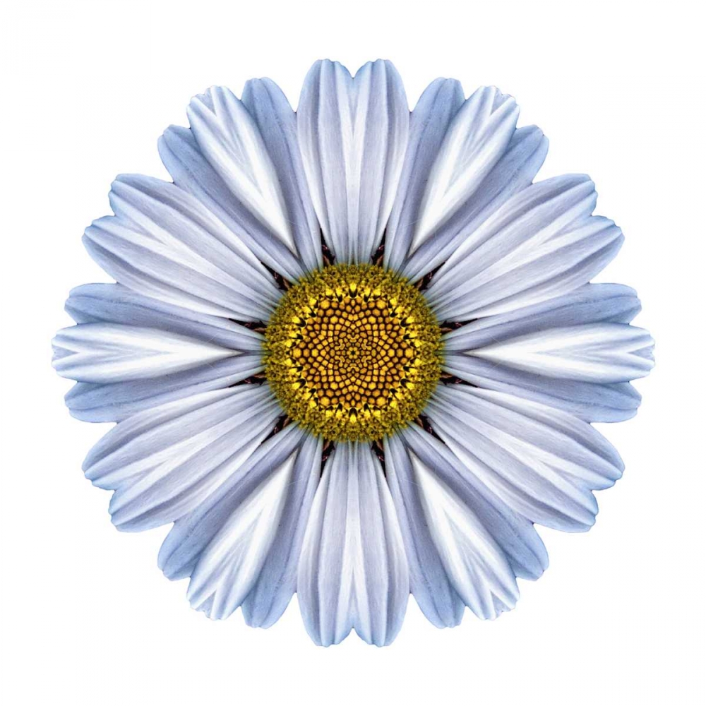 Kaleidoscope White Daisy art print by David Bookbinder for $57.95 CAD