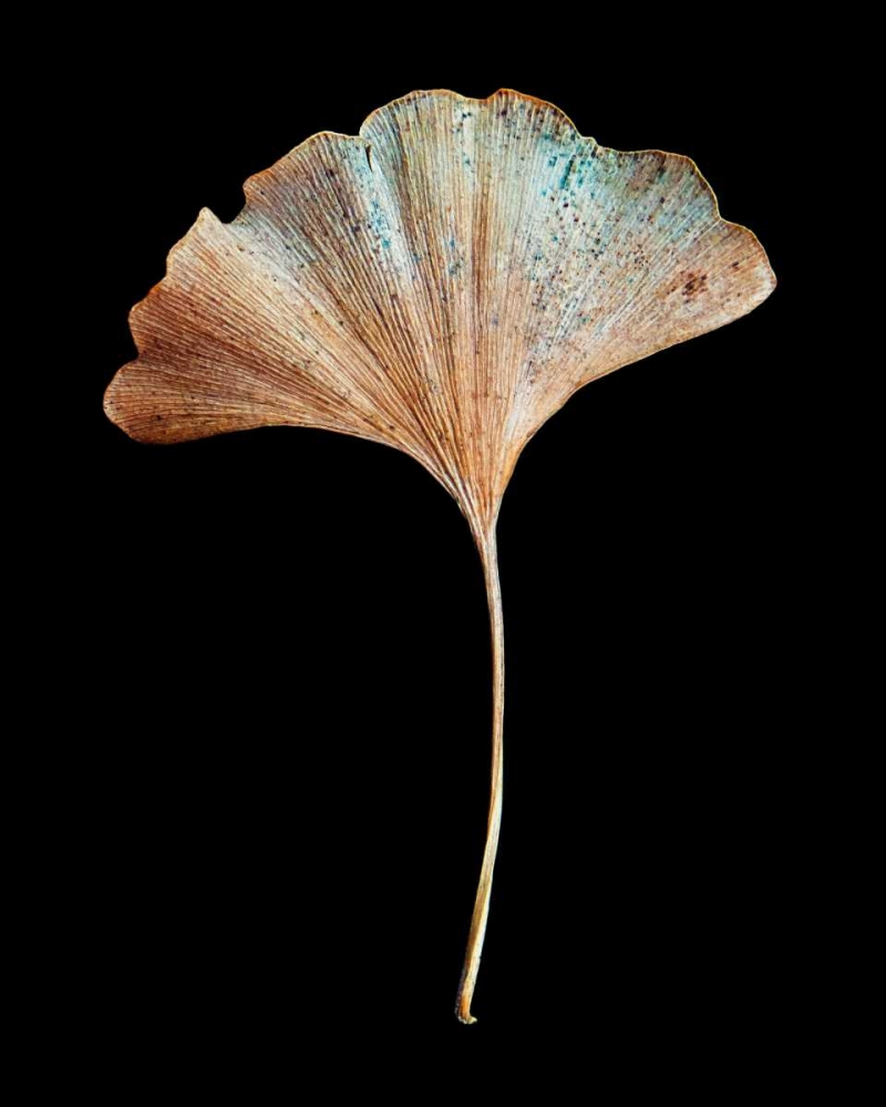 Rustic Leaf 1 art print by David Bookbinder for $57.95 CAD