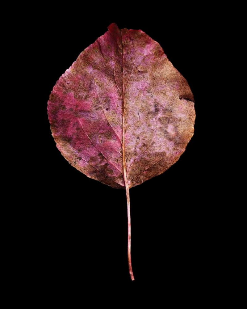 Rustic Leaf 2 art print by David Bookbinder for $57.95 CAD