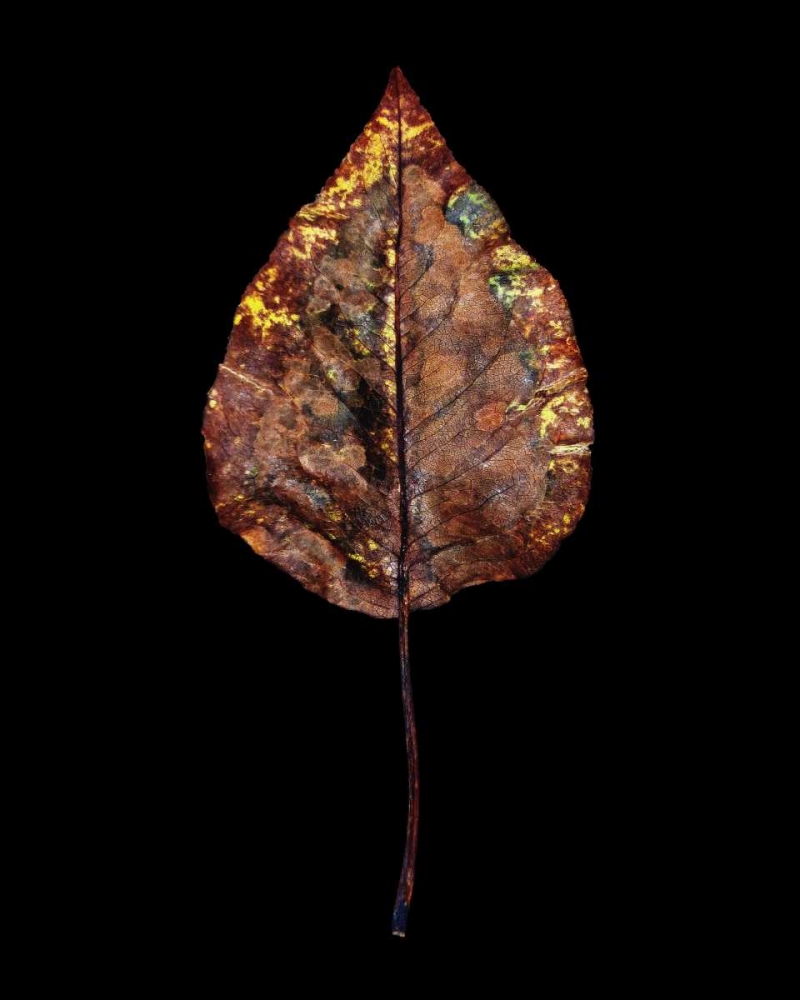 Rustic Leaf 4 art print by David Bookbinder for $57.95 CAD