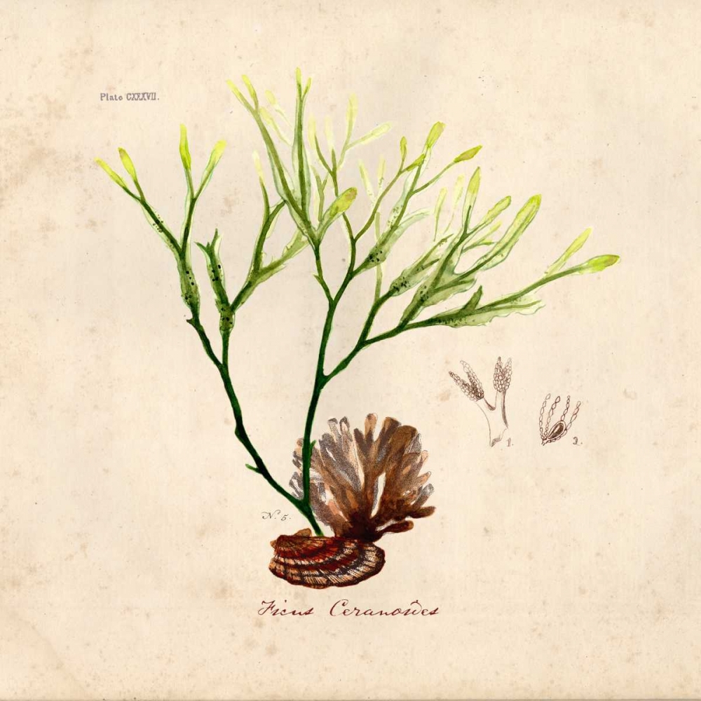 Antique Seaweed 1 art print by Z Studio for $57.95 CAD