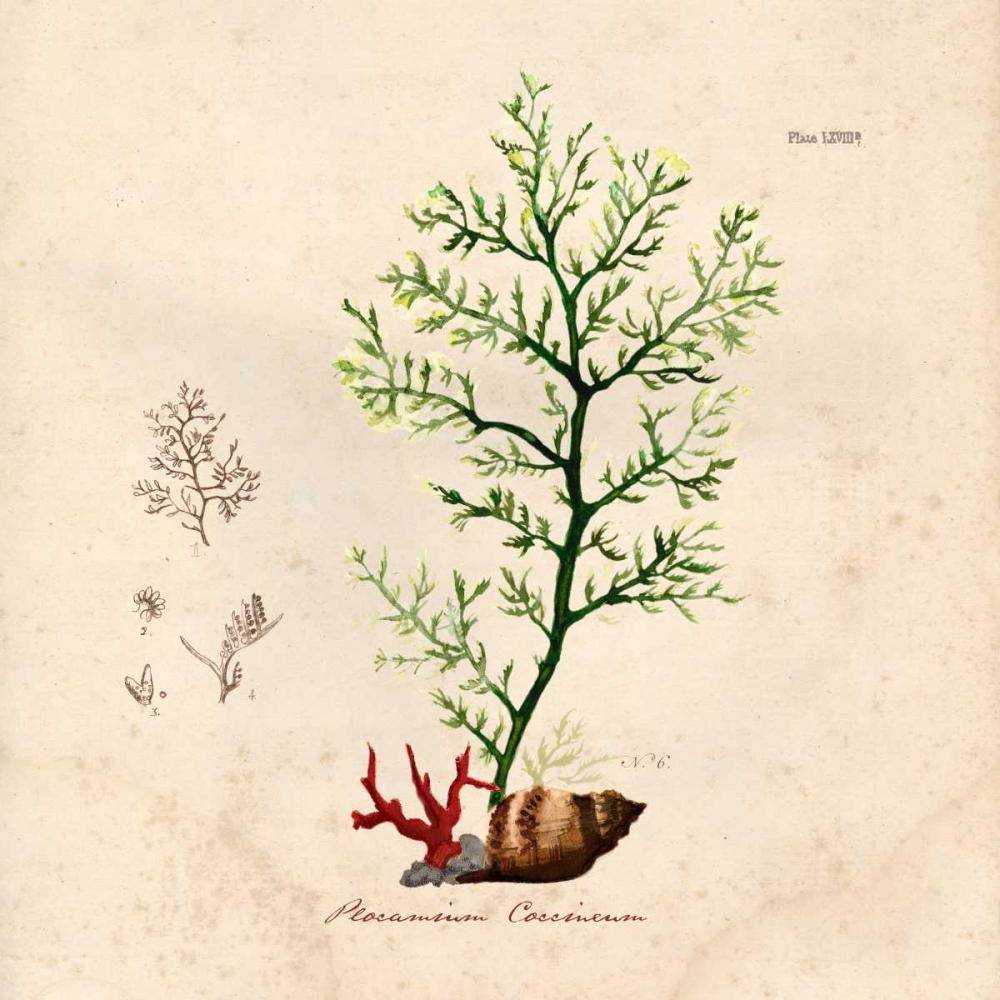 Antique Seaweed 2 art print by Z Studio for $57.95 CAD
