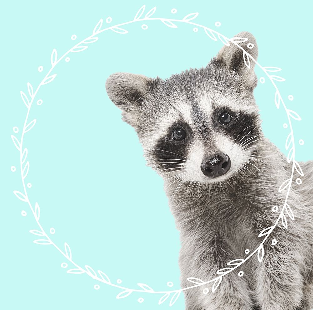 Raccoon Dreams art print by Z Studio for $57.95 CAD