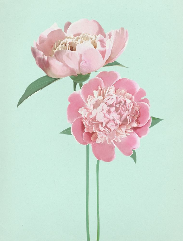 SummerPeonies art print by Bella Dos Santos for $57.95 CAD