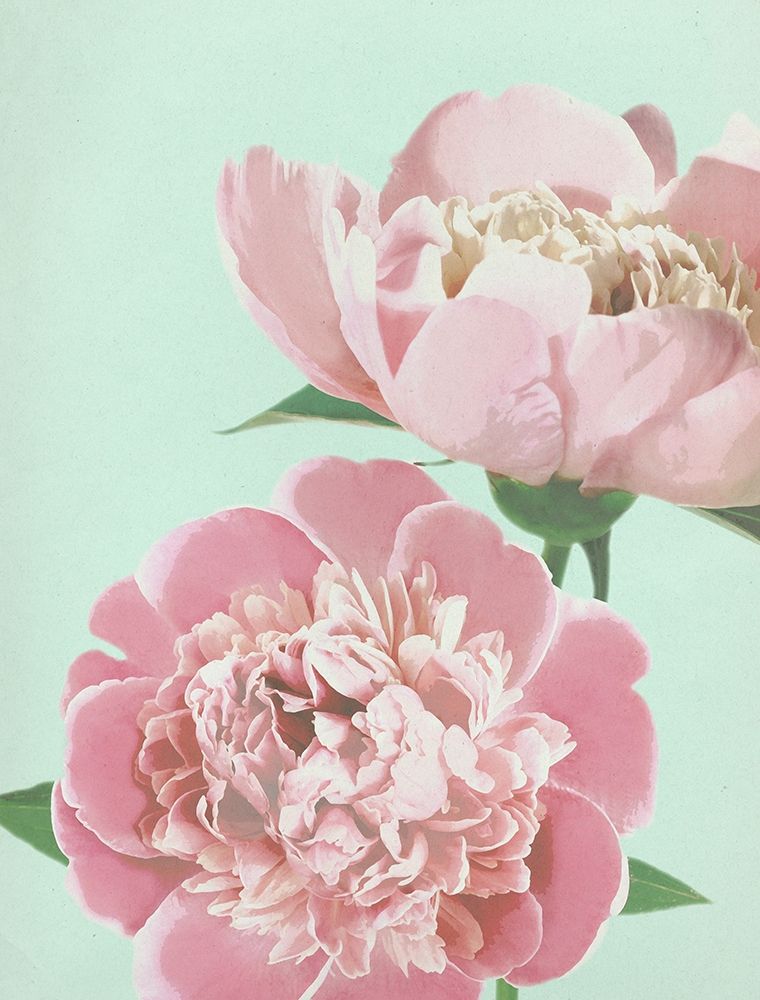 Summer Peonies Detail art print by Bella Dos Santos for $57.95 CAD