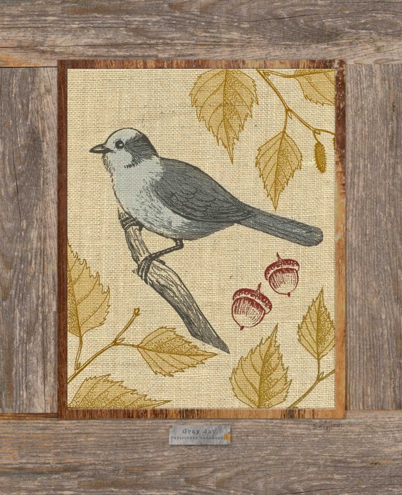 Gray Jay art print by Sam Appleman for $57.95 CAD