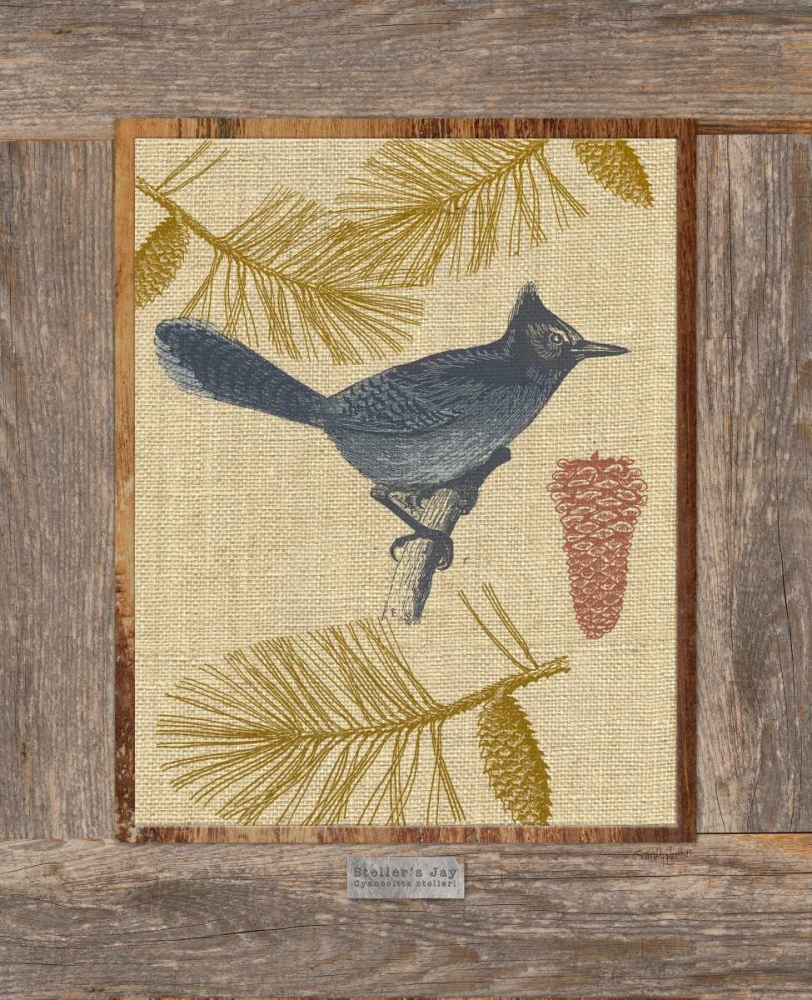 Steller Jay art print by Sam Appleman for $57.95 CAD