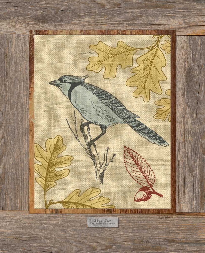 Blue Jay art print by Sam Appleman for $57.95 CAD