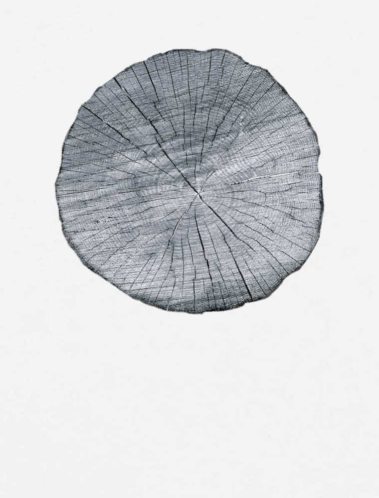 Old Growth Ring Print art print by Sam Appleman for $57.95 CAD