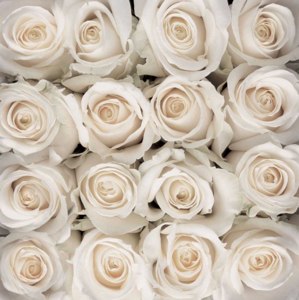 White rose creation art print by Creatief met Bloemen for $57.95 CAD
