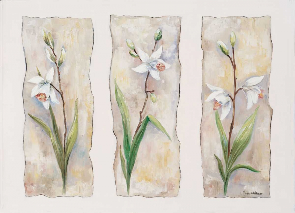 Aspects of orchids art print by Rian Withaar for $57.95 CAD