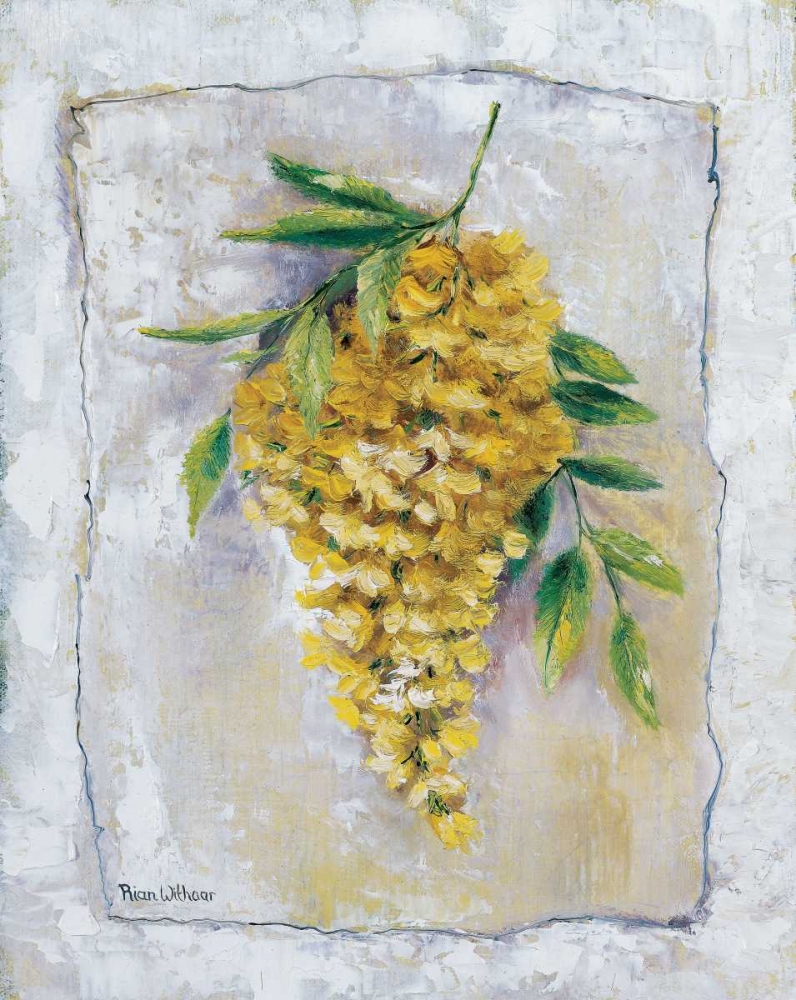 Yellow Laburnum art print by Rian Withaar for $57.95 CAD