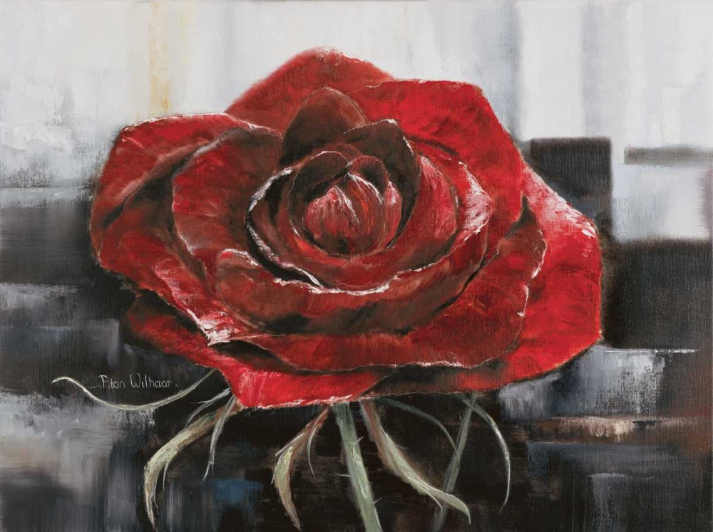 Blooming red Rose art print by Rian Withaar for $57.95 CAD
