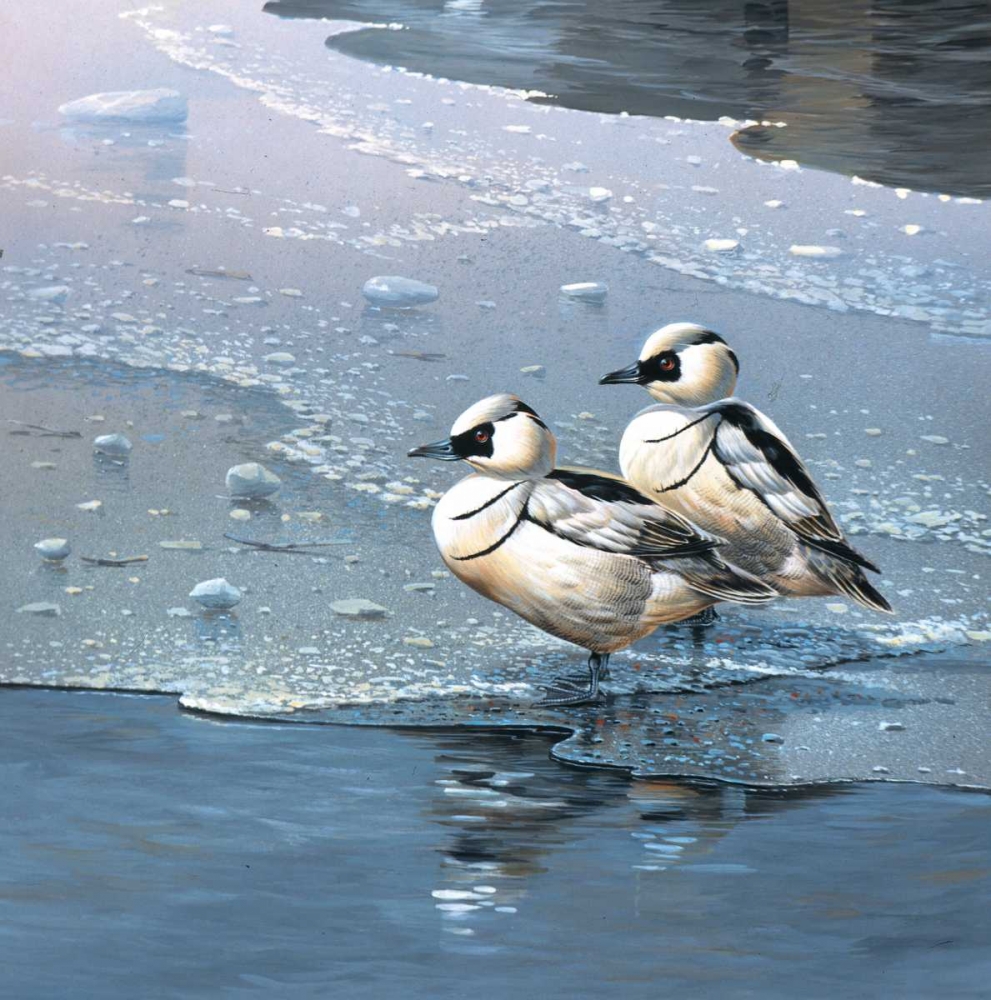 Ducks art print by Jan Weenink for $57.95 CAD