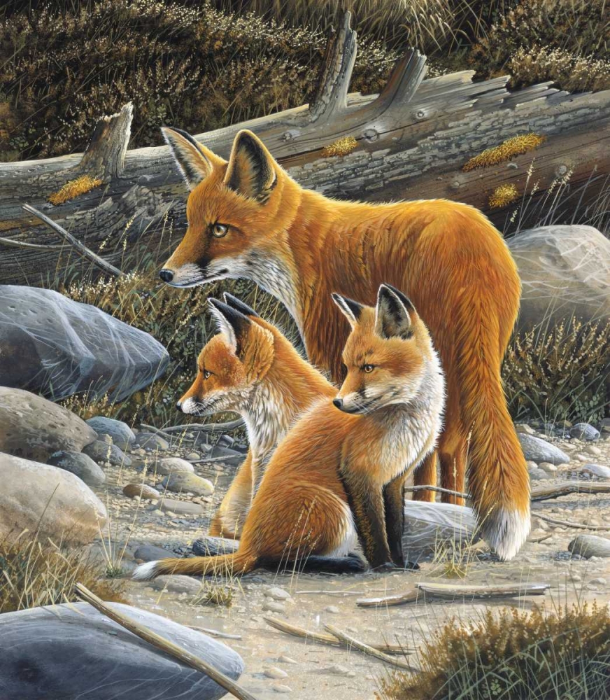 Fox family art print by Jan Weenink for $57.95 CAD