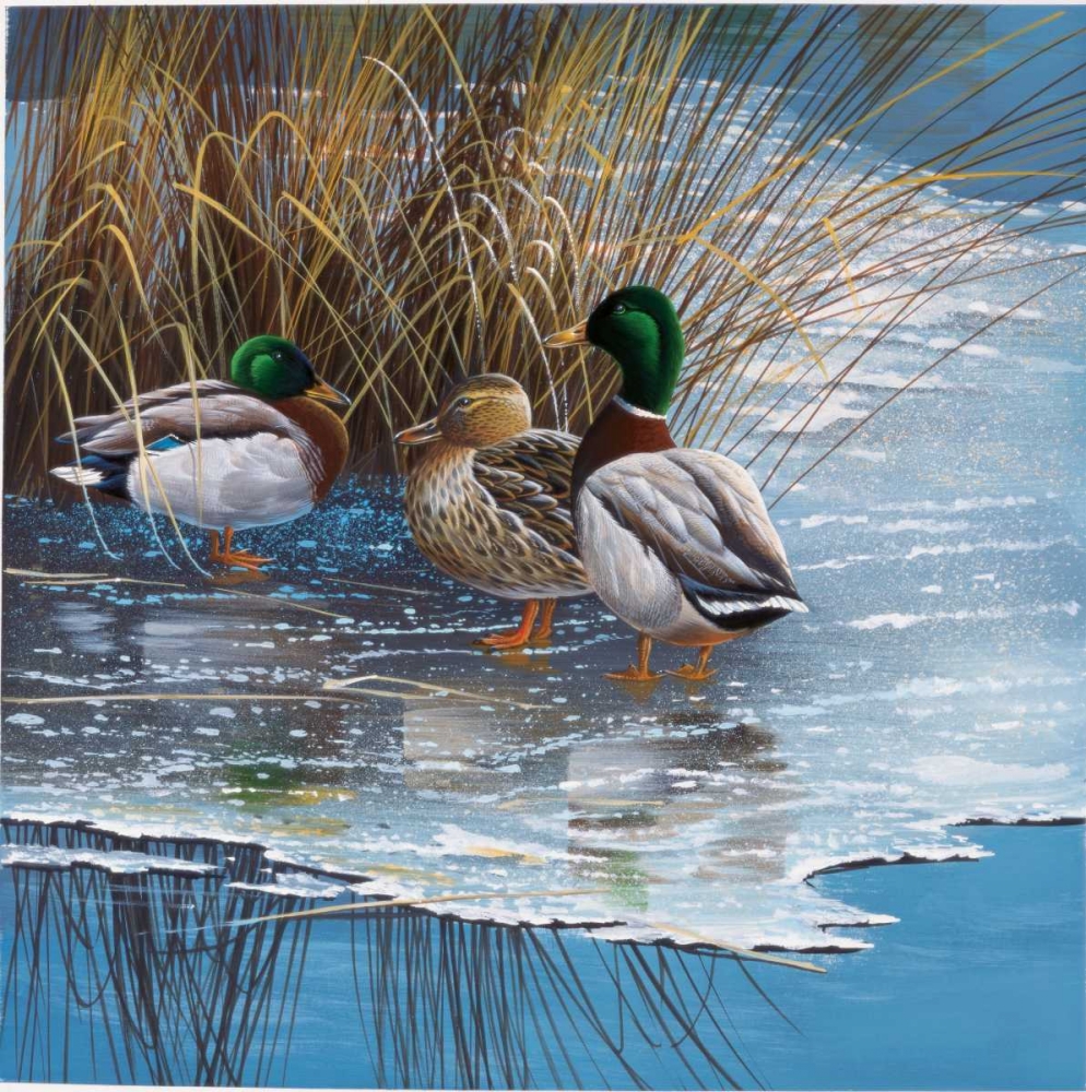 Three ducks on ice art print by Jan Weenink for $57.95 CAD