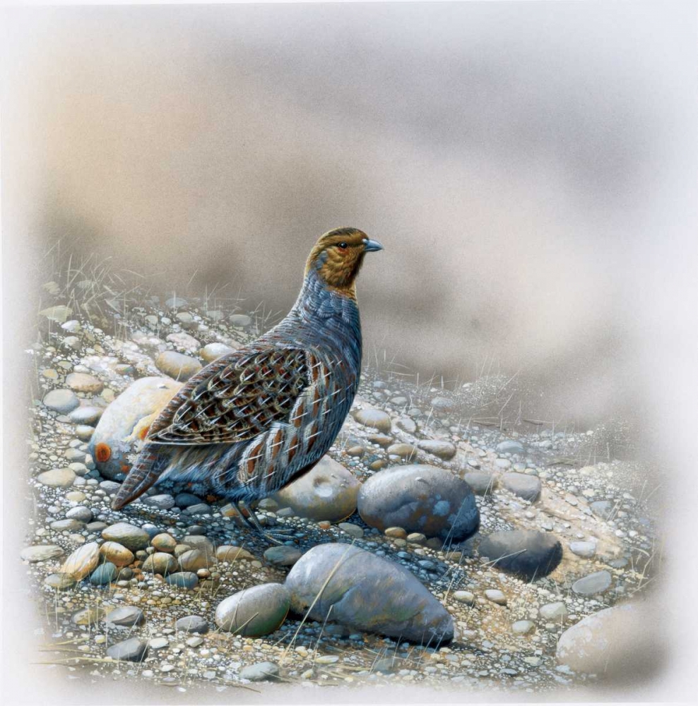 Bird between stones art print by Jan Weenink for $57.95 CAD