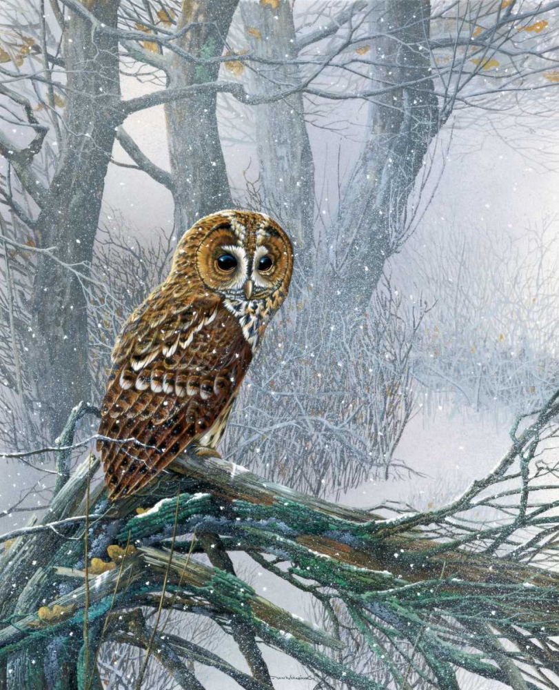 Owl in snowy forest art print by Jan Weenink for $57.95 CAD