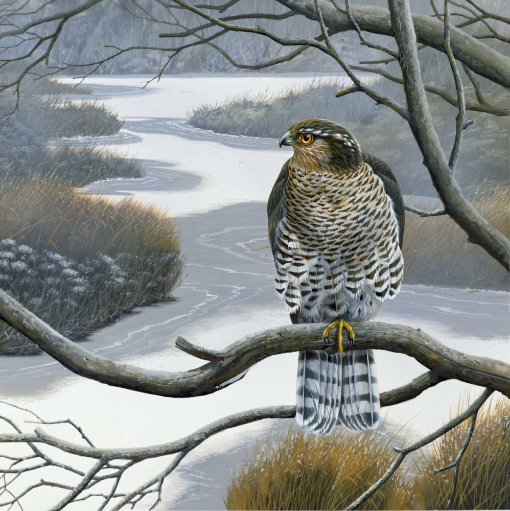 Hawk in tree art print by Jan Weenink for $57.95 CAD