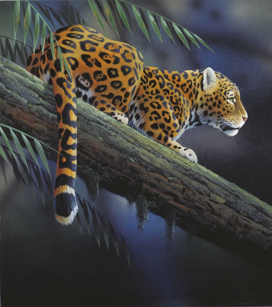 Jaguar in tree art print by Jan Weenink for $57.95 CAD