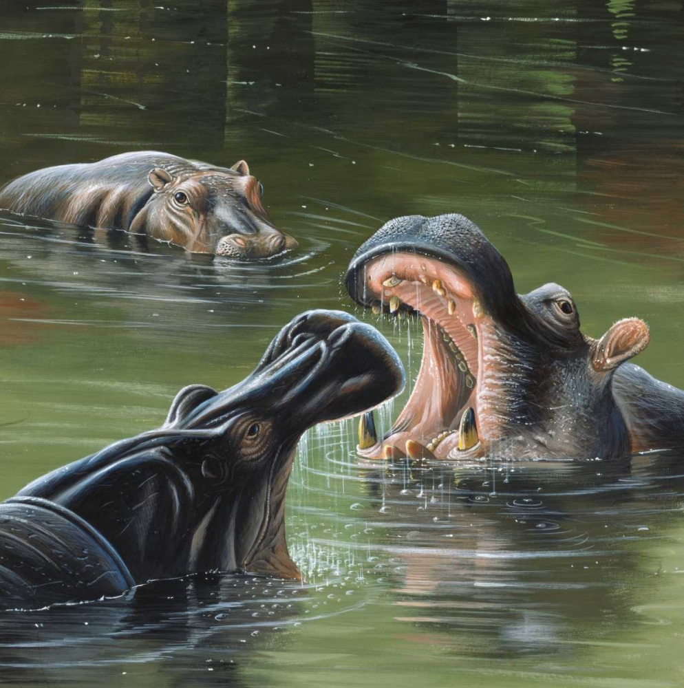 Hippos in water art print by Jan Weenink for $57.95 CAD