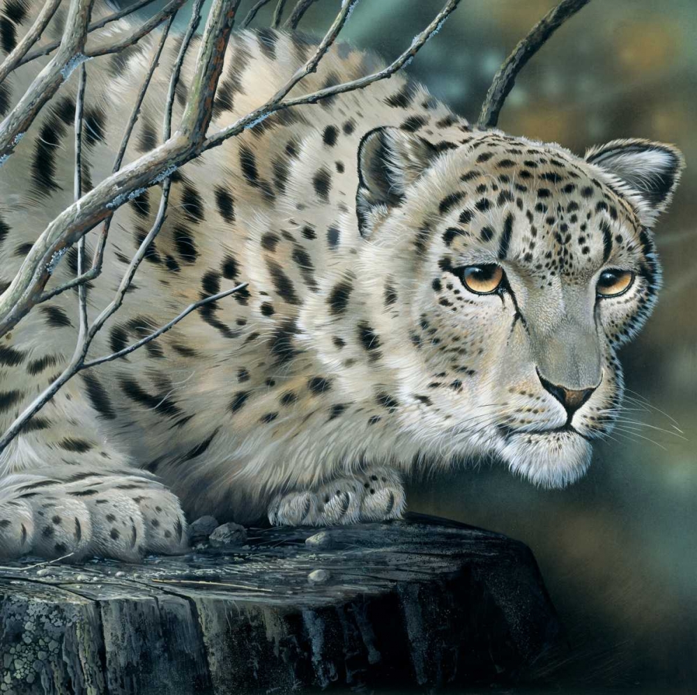 White tiger art print by Jan Weenink for $57.95 CAD