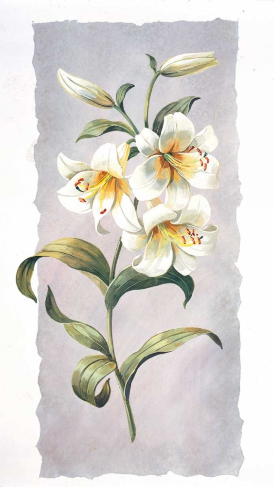 White lily art print by Krysztov Kumorek for $57.95 CAD