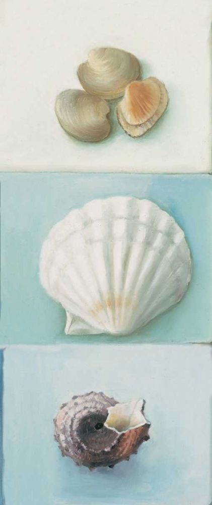 Shell selection III art print by Milieu du Ciel for $57.95 CAD