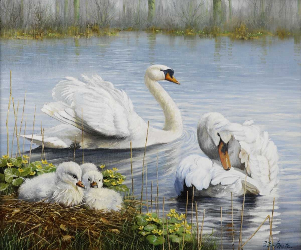 Swans art print by Peter Motz for $57.95 CAD
