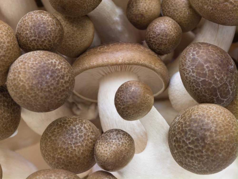 Close-up of mushrooms art print by Assaf Frank for $57.95 CAD