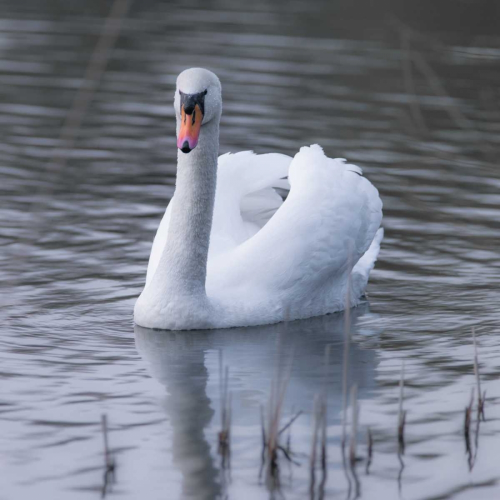 A Swan in a Lake art print by Assaf Frank for $57.95 CAD