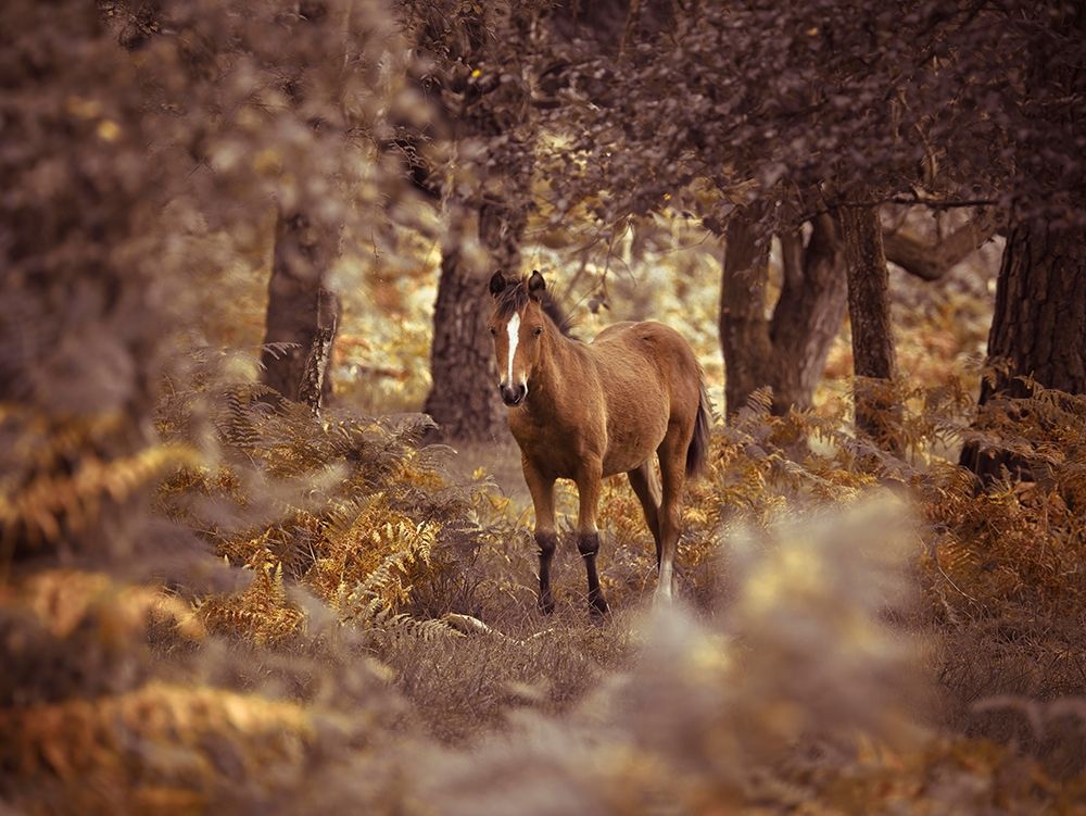 Wild Horse-New Forest art print by Assaf Frank for $57.95 CAD