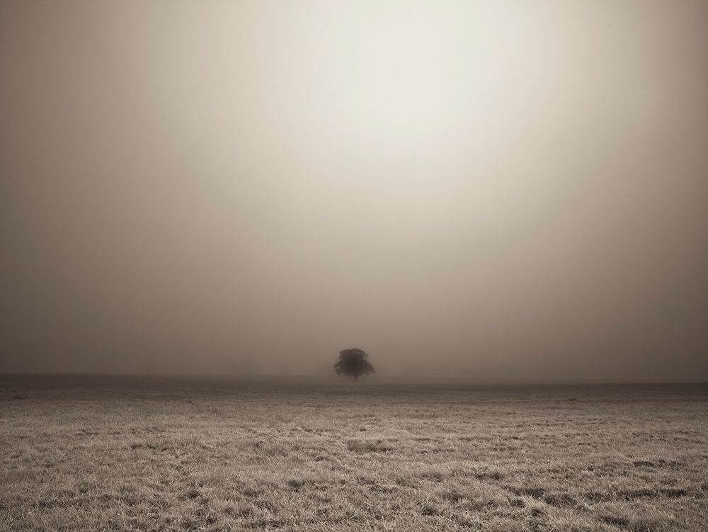 Single Tree in mist and fog art print by Assaf Frank for $57.95 CAD